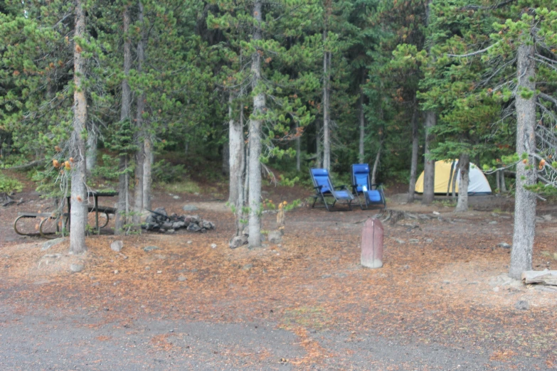 a lot of trees and a tent in the woods