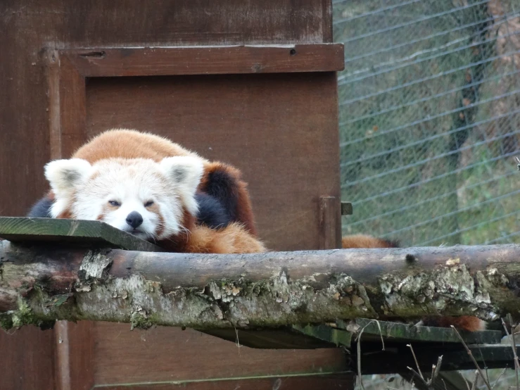 the large white and brown bear is on the ledge of the cage