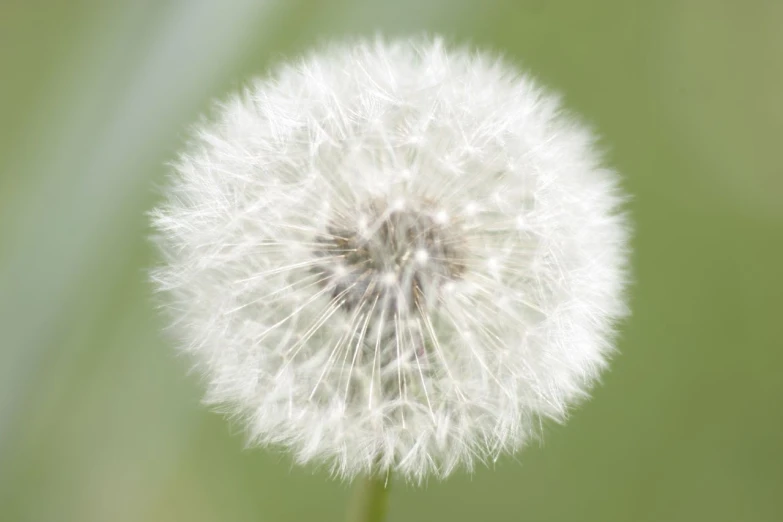 the dandelion looks like it has gone from this tree