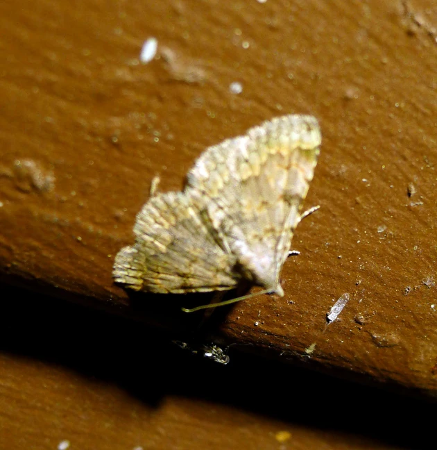 the small white moths have fallen to rest on the edge of the bench