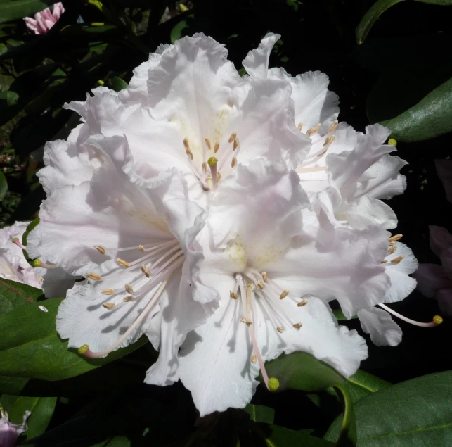 a white flower that is in a bush