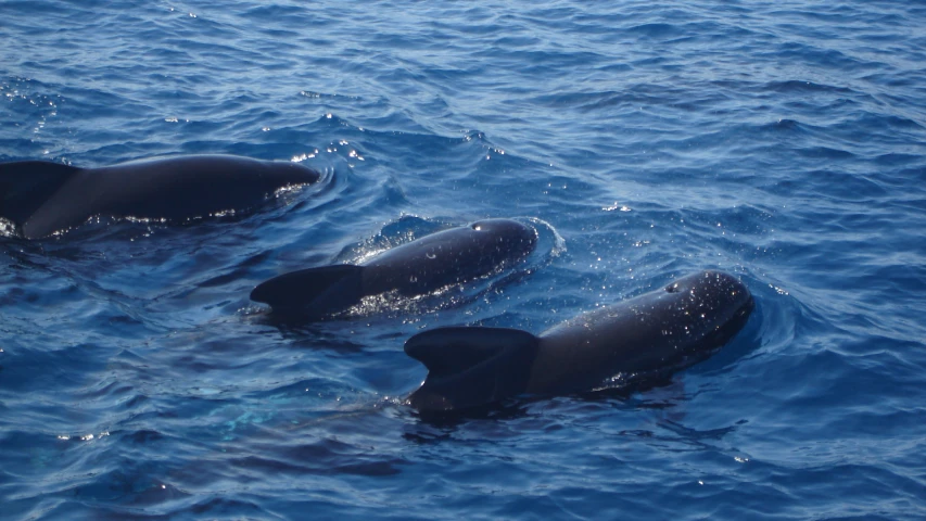 the two dolphins are swimming in the water