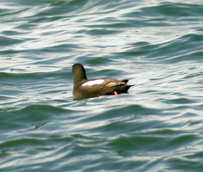 a bird swimming on top of a lake