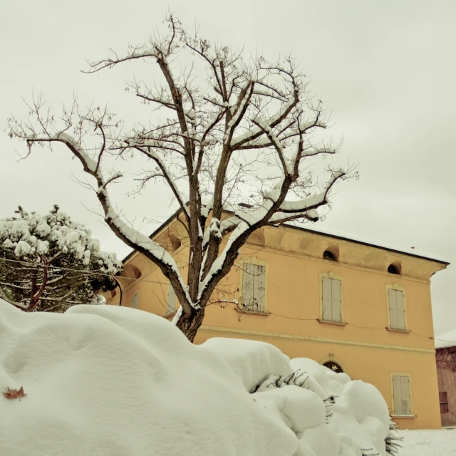 a large tree that is standing out in the snow