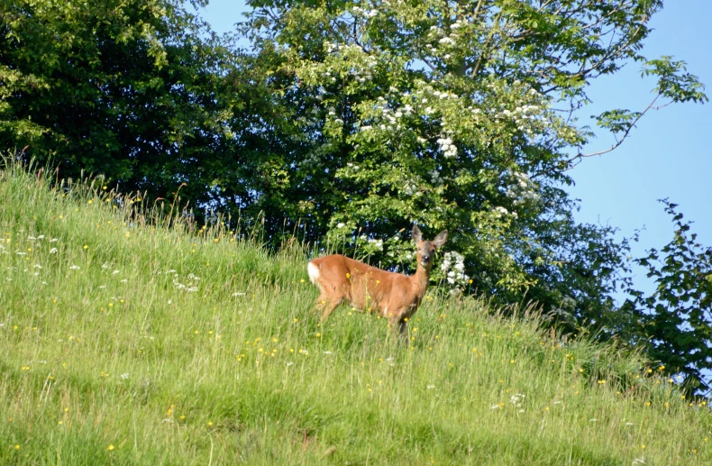 a white tailed deer standing on a grassy hill