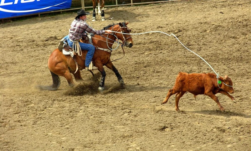 a man on horseback and cow in a corral