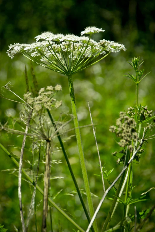 a couple of white flowers sitting in a field