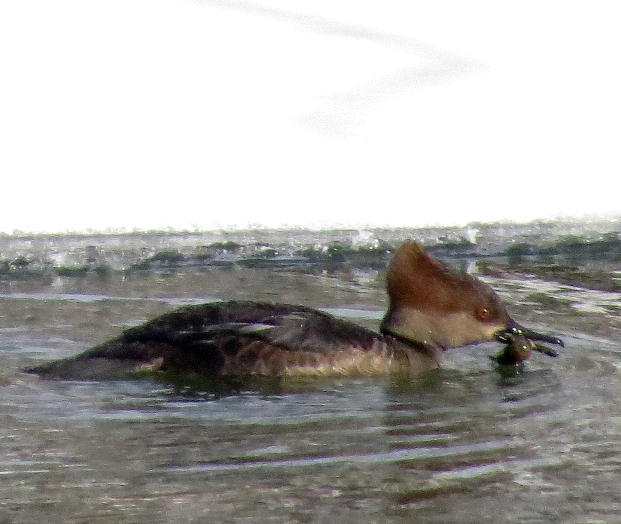 a large duck that is swimming in some water