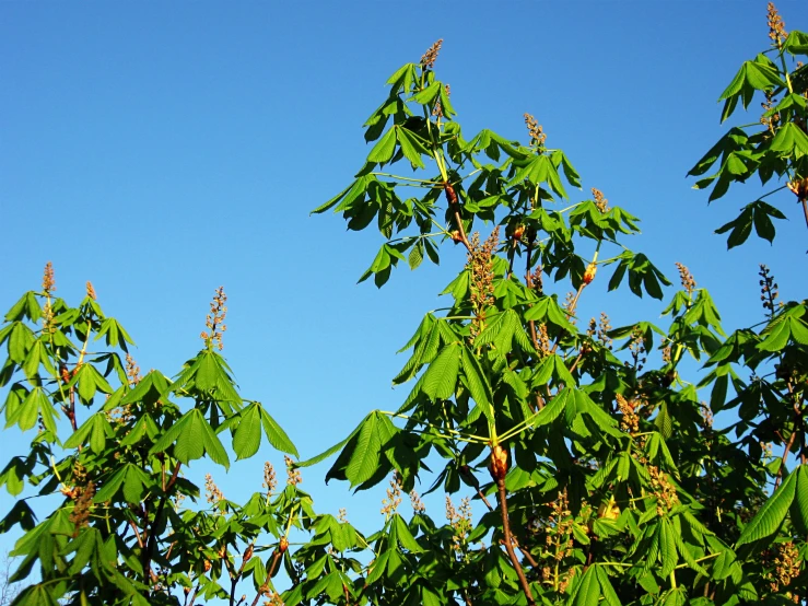 there are many green leaves on the trees