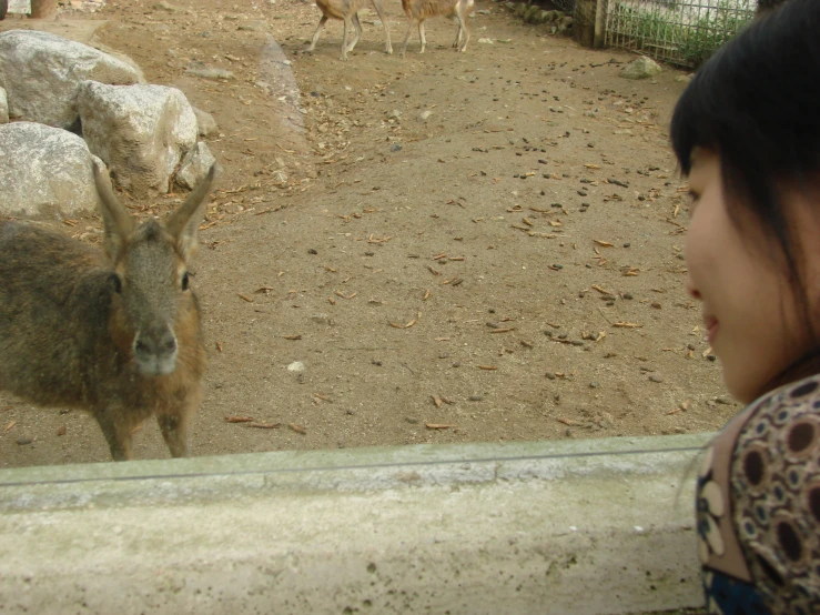 a woman looking at some goats in their pen