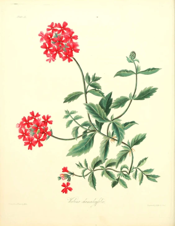 a print with some red flowers with green leaves