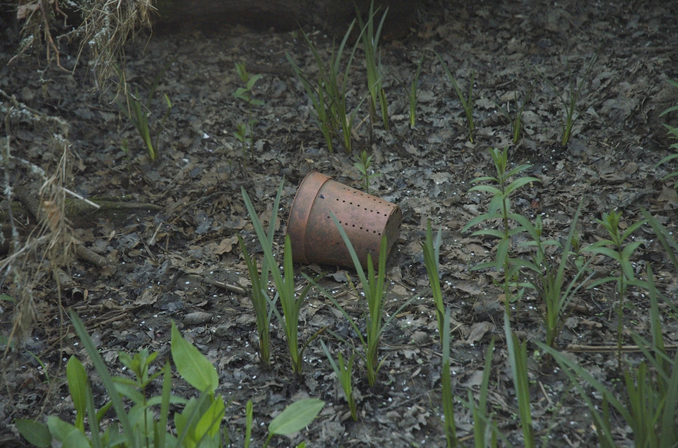 a rusted out pipe laying on the ground near some tall grass