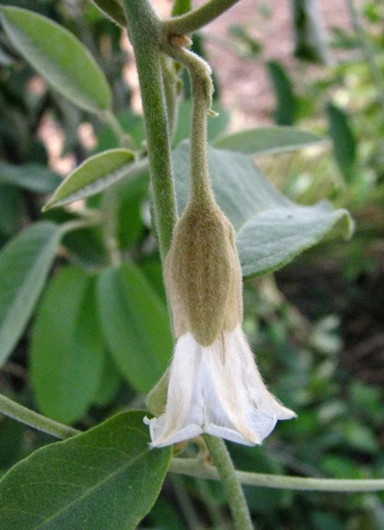 the large and short flowers are hanging from a leafy tree