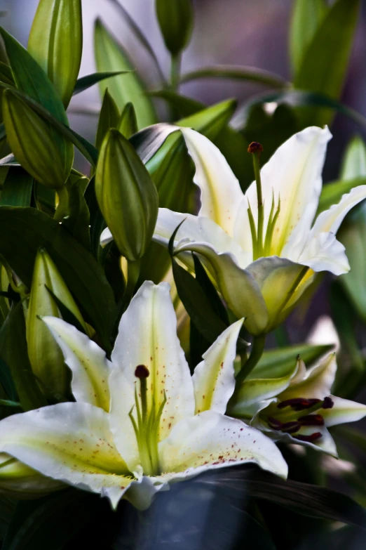 white flowers with leaves on top of it