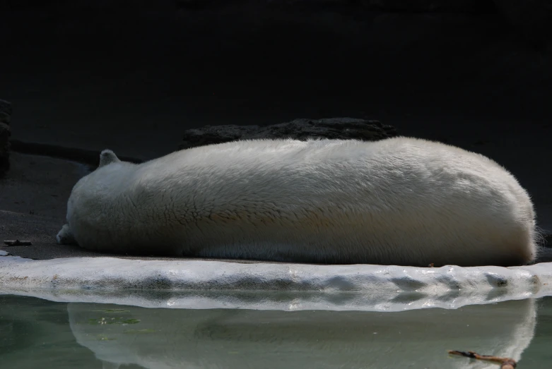 a white polar bear laying down on ice