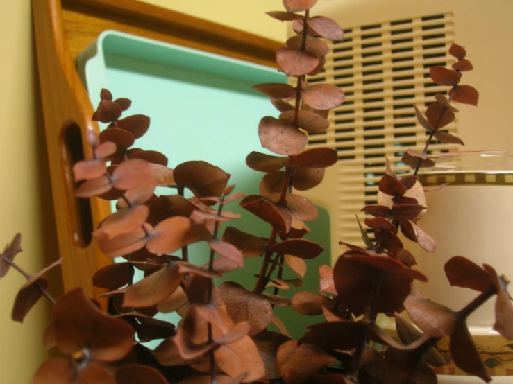 a plant that is sitting on a desk