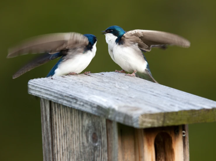 two birds standing on top of a wooden fence