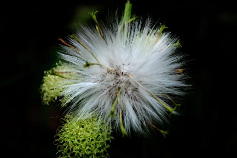 a close - up of a large white flower on a dark background