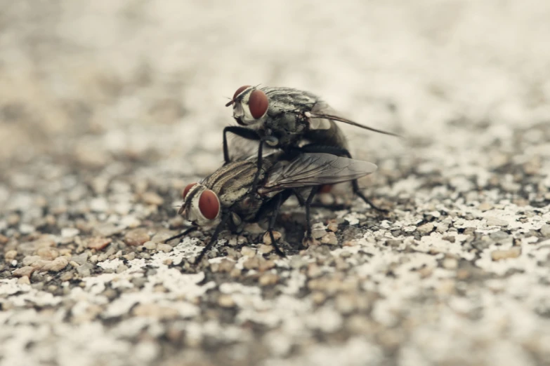 two flies sit on the ground together