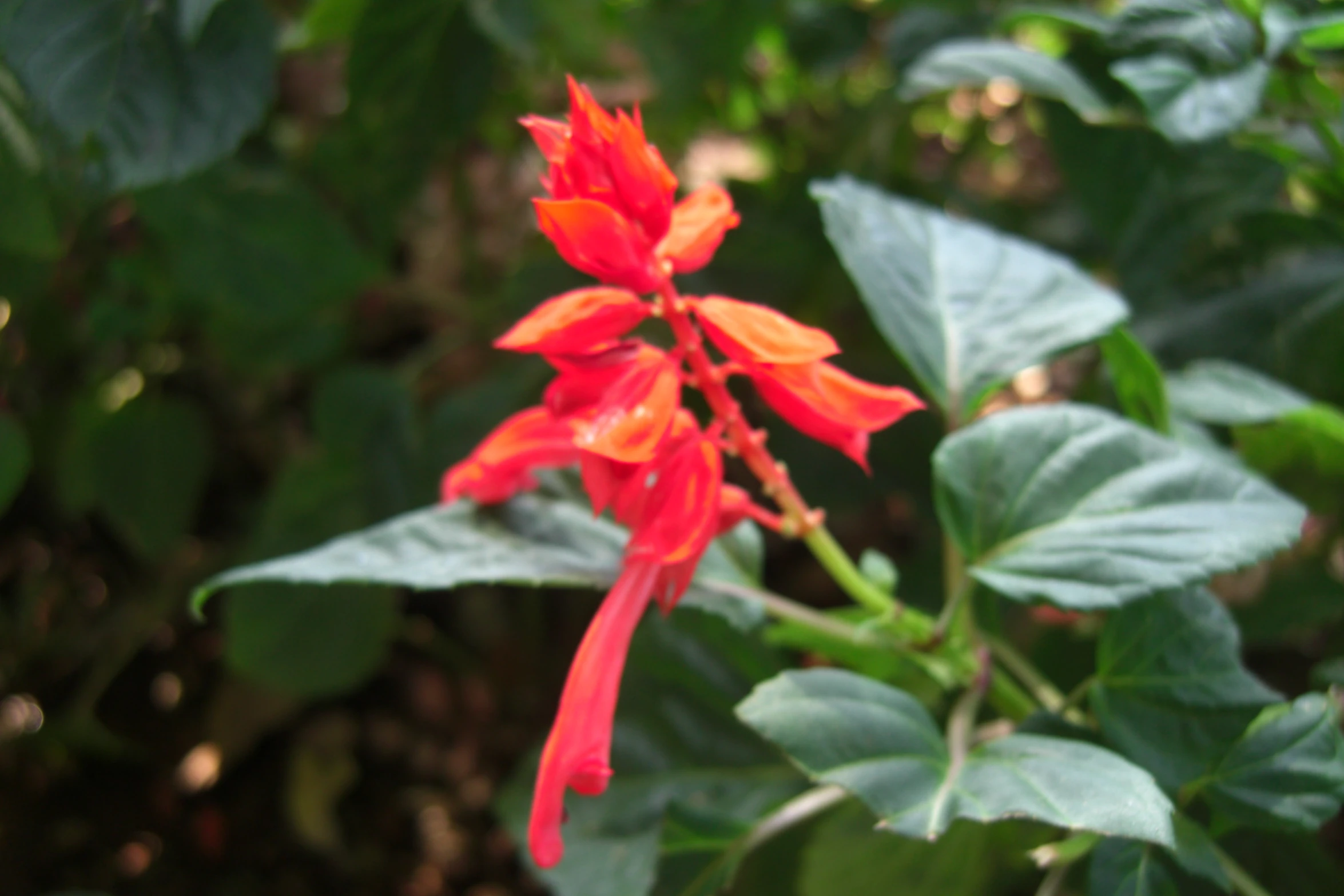 a red flower with lots of leaves near by