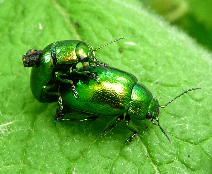 two large green bugs resting on a leaf