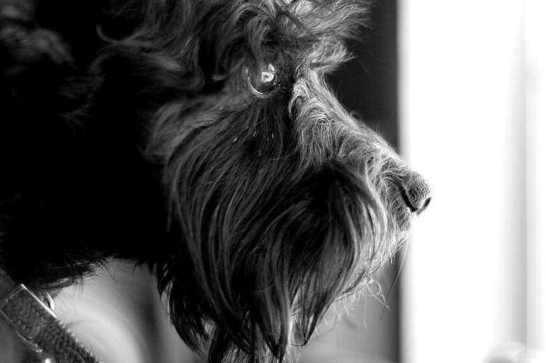 a close up of a black dog with it's nose on the edge of the table