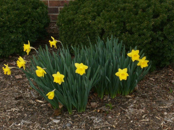 a number of yellow flowers near each other
