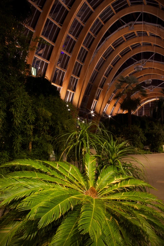 the top of a palm tree with some lights on