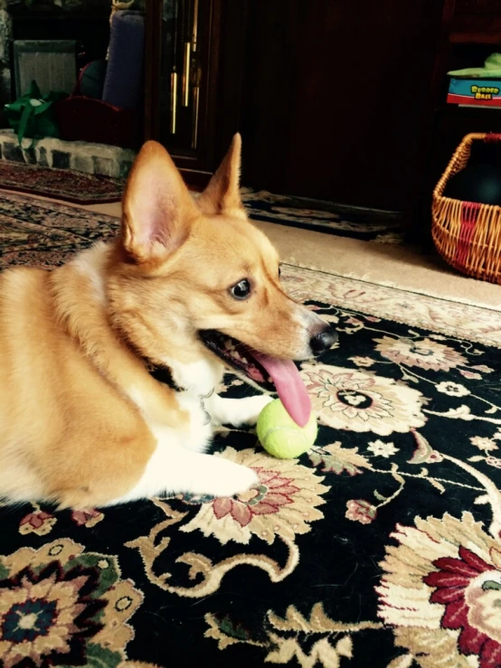 a dog is lying on the floor near a toy tennis ball