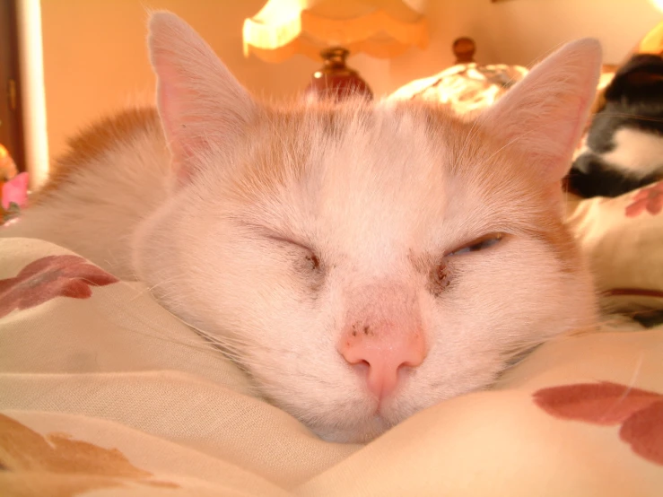 the white cat is sleeping on the bed