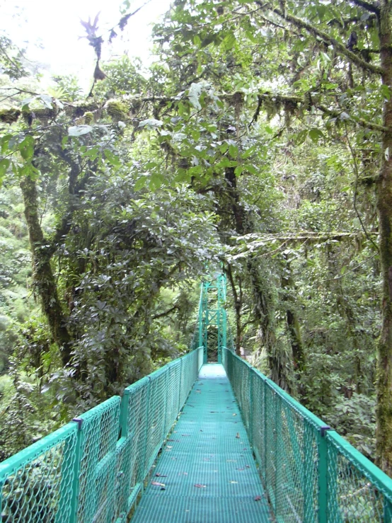 a walkway with a bridge between two trees