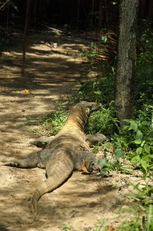 a large lizard is laying on the ground