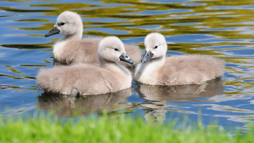 three small baby ducks in the water next to each other