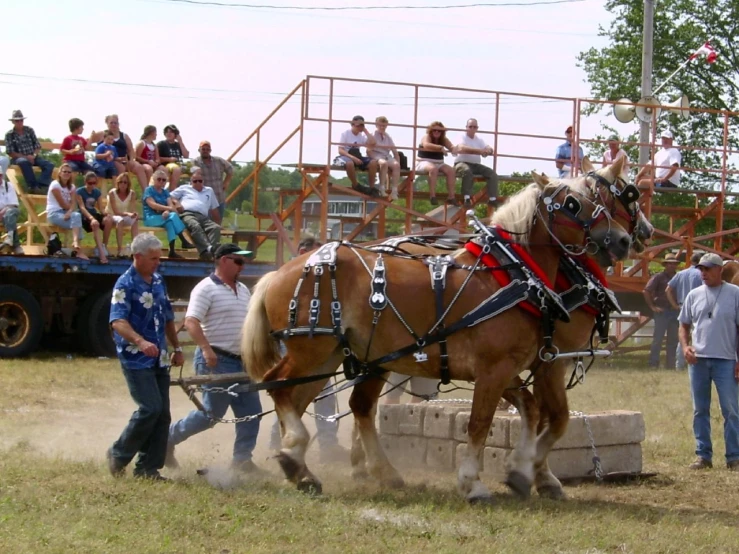 two draft horses, one being pulled by two people