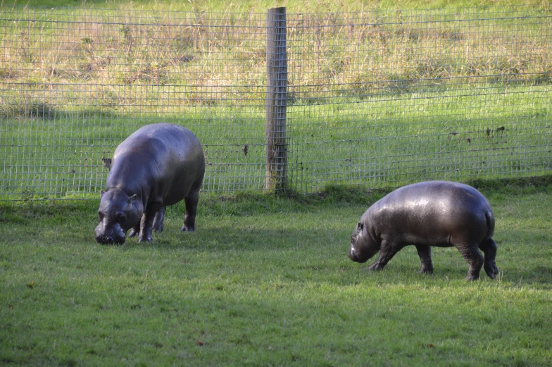 two hippos in a grassy field eating