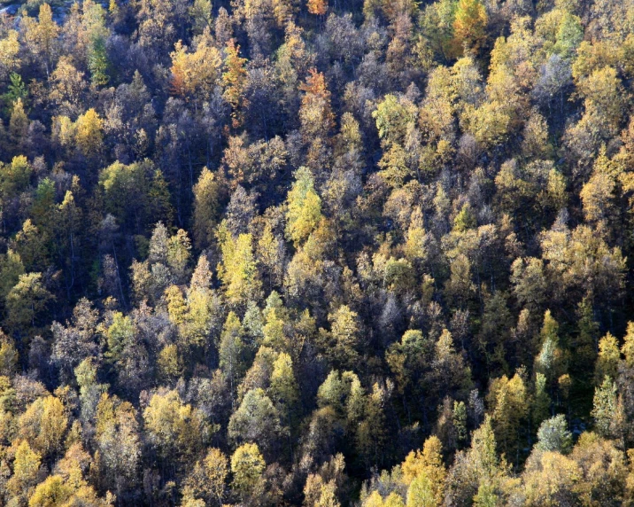 this is a pograph of an autumn forest