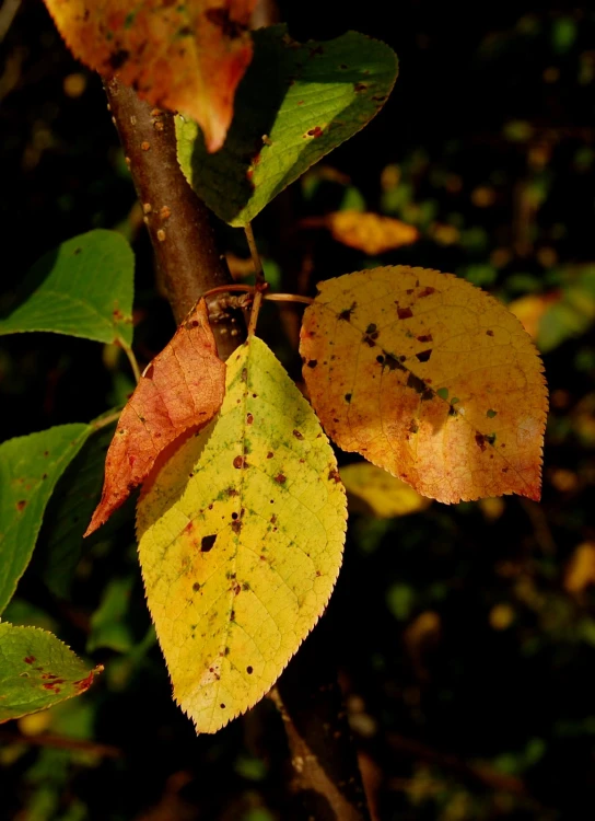 a tree nch that has yellow and red leaves on it