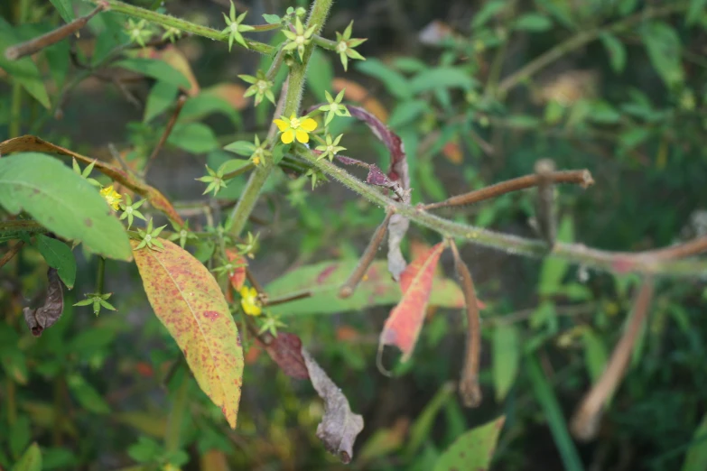 several small yellow flowers that are on a nch