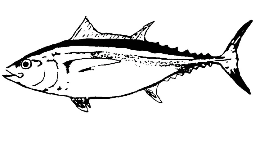 the black and white image of a large fish