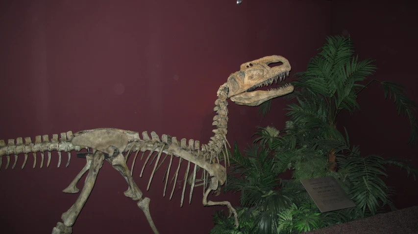 dinosaur skeleton with a plant in the foreground