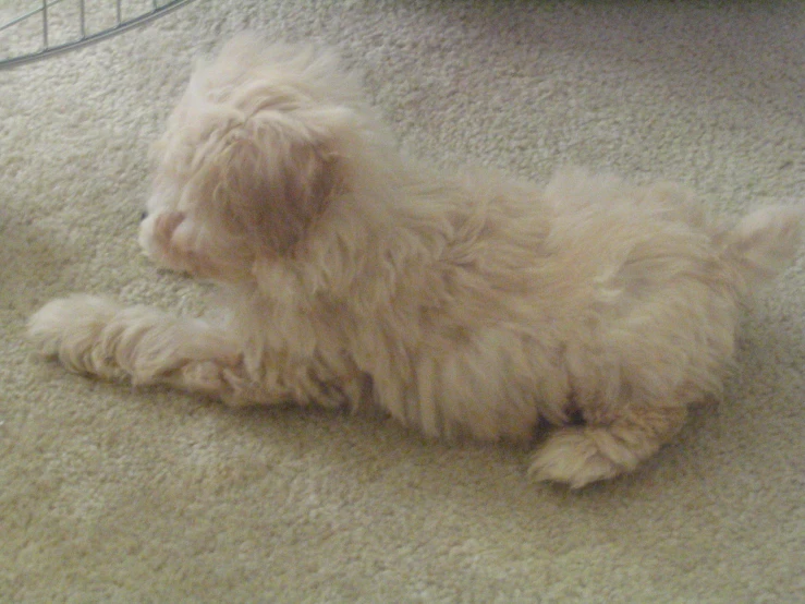fluffy white puppy lying down on the floor