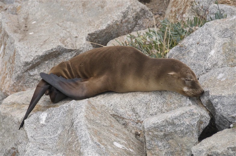 a seal laying on top of a large rock