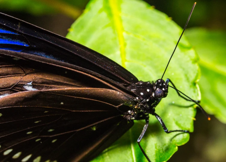 a black and blue erfly sitting on top of a green leaf