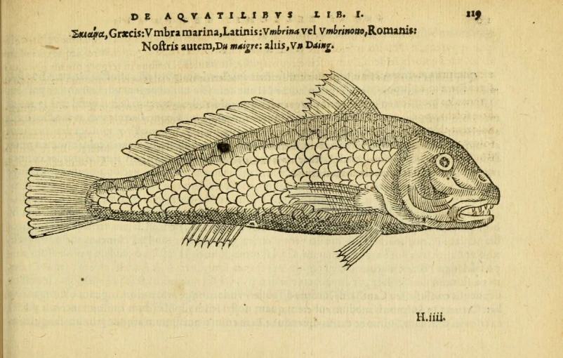 a fish is depicted in this historical book