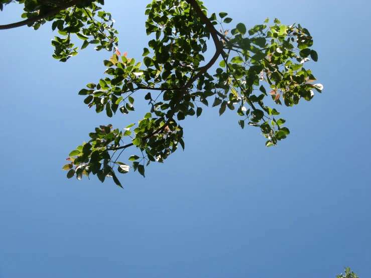 the nches of the trees against the sky