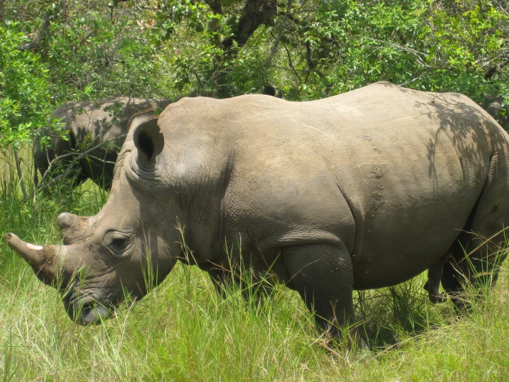 a rhino standing on top of a grass field