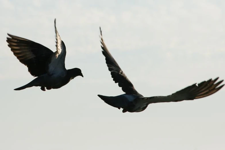 two birds with outstretched wings in the sky