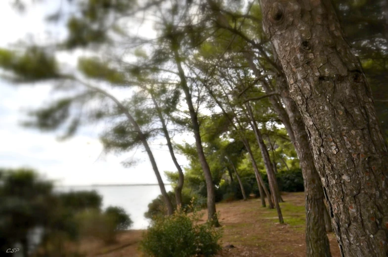 a blurry po of some trees on a beach