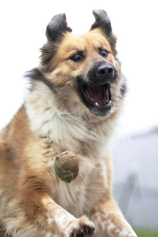 a dog showing its teeth with his paw hanging out