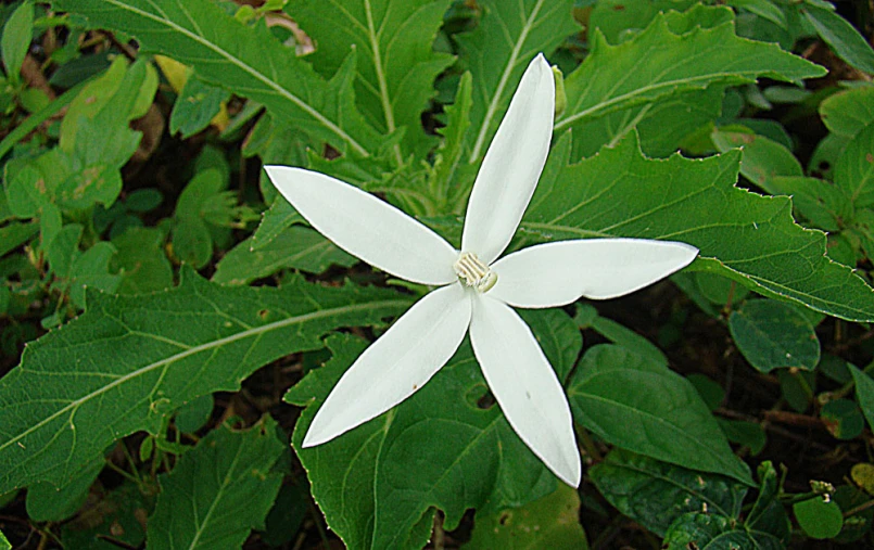 this is a close up image of a white flower
